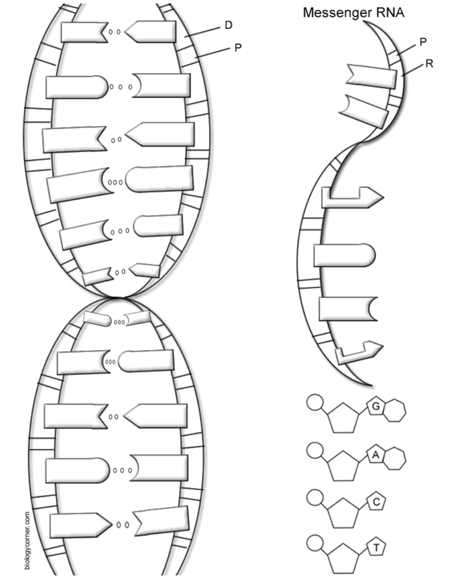 dna coloring 1.png