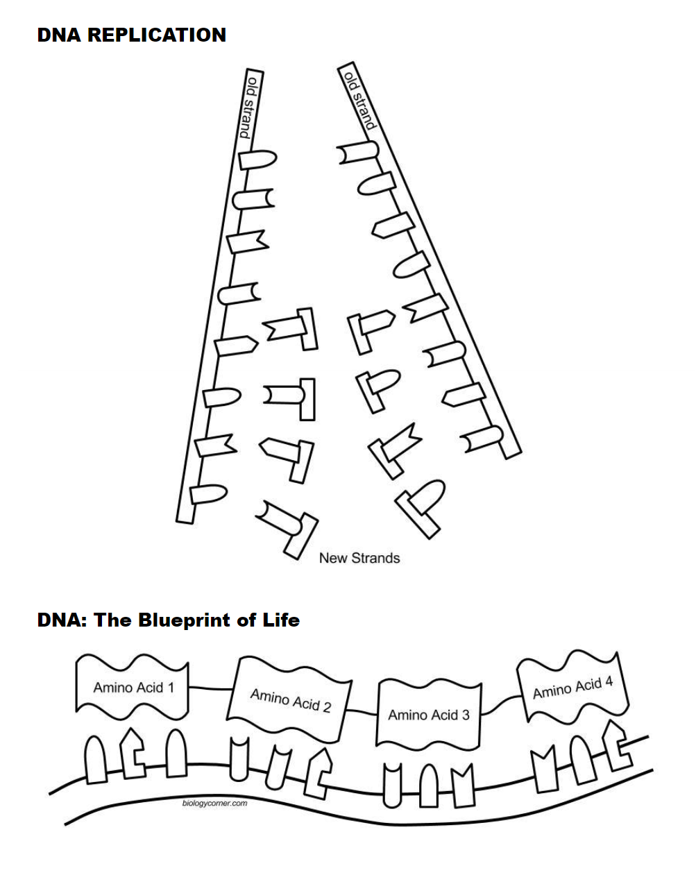 DNA Coloring - Biology LibreTexts With Dna Replication Coloring Worksheet