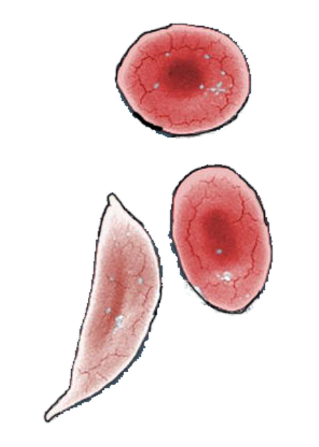 blood cells.png