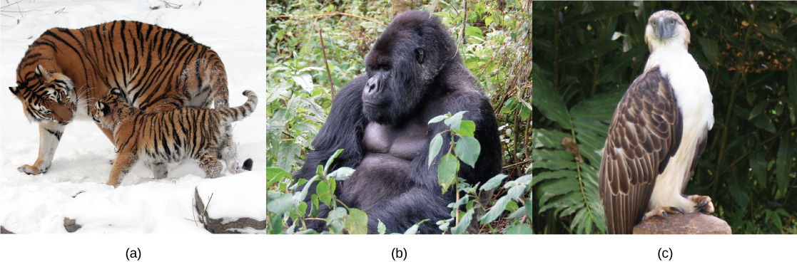 Picha zinaonyesha mbwa mwitu (a), gorilla (b), na tai (c).