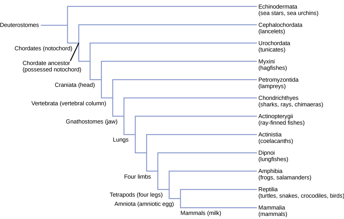 تشمل شجرة النشوء والتطور الديوتيروستومي إشينوديرماتا والحبليات. تمتلك الحبليات الأوتار النوتية وتشمل الشيفالوكوردات (اللانسيليت) والقحف الأوركوداتا (التونيكات) التي تحتوي على قحف. تشمل كرانياتا الميكسيني (سمك الهادسك) والفقاريات، التي تمتلك عمودًا فقريًا. تتضمن الفقراتا بتروميزونتيدا (لامبريس) وغناثوستوميس، التي تمتلك فكًا. تشمل Gnathostomes Actinopterygii (الأسماك ذات الزعانف الشعاعية) والحيوانات ذات الأطراف الأربعة. تشمل الحيوانات ذات الأطراف الأربعة الأكتينيستيا (الكولاكانثس) والديبنوي (الرئتين) ورباعيات الأرجل أو الحيوانات ذات الأرجل الأربعة. تشمل رباعيات الأرجل البرمائيات (الضفادع والسمندل) والجنين، التي تمتلك البويضة الأمنيوسية. تشمل الأمينوتا الزواحف (السلاحف والثعابين والتماسيح والطيور) والثدييات أو الحيوانات التي تنتج الحليب.
