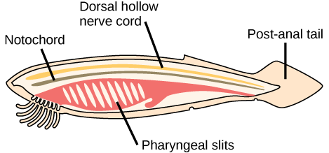 A ilustração mostra um cordado em forma de peixe. Um cordão nervoso oco dorsal longo e fino percorre toda a extensão do cordado, ao longo da parte superior. Imediatamente abaixo do cordão nervoso há uma notocorda que também percorre toda a extensão do organismo. Abaixo da notocorda, as fendas faríngeas cortam diagonalmente o tecido em direção à parte frontal do organismo. Uma cauda pós-anal ocorre na parte traseira.
