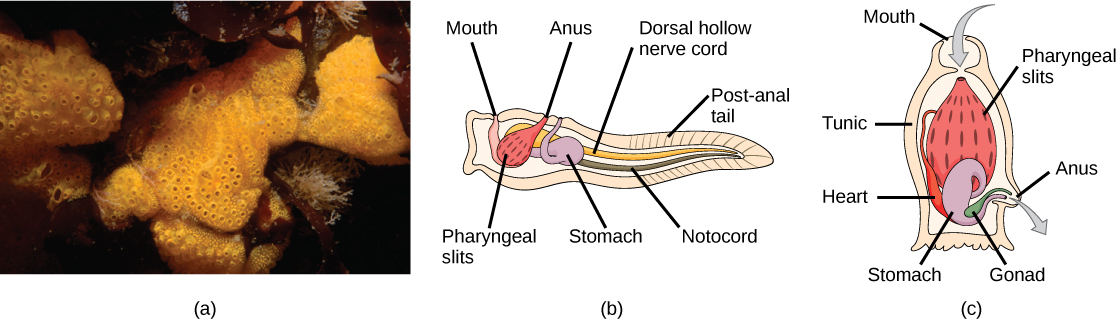 Photo A shows tunicates, which are sponge-like in appearance and have holes along the surface. Illustration B shows the tunicate larval stage, which resembles a tadpole, with a post anal tail at the narrow end. A dorsal hollow nerve cord run along the upper back, and a notochord runs beneath the nerve cord. The digestive tract starts with a mouth at the front of the animal connected to a stomach. Above the stomach is the anus. The pharyngeal slits, which are located in between the stomach and mouth, are connected to an atrial opening at the top of the body. Illustration C shows an adult tunicate, which resembles a tree stump anchored to the bottom. Water enters through a mouth at the top of the body and passes through the pharyngeal slits, where it is filtered. Water then exits through another opening at the side of the body. A heart, stomach and gonad are tucked beneath the pharyngeal slit.
