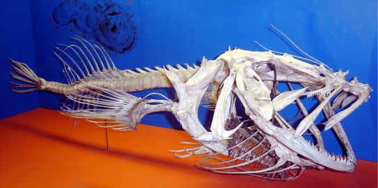 A foto mostra um esqueleto de peixe com uma coluna vertebral que se estende para trás do crânio.
