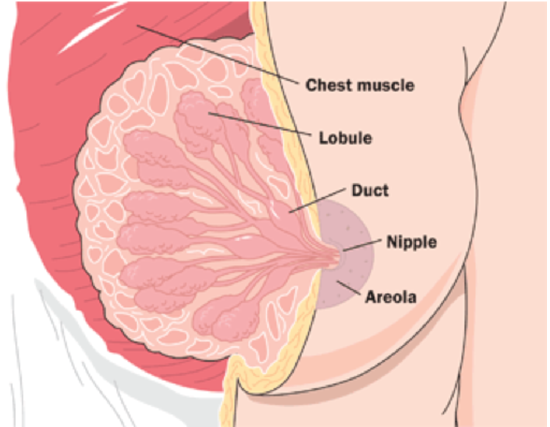 Breast-Diagram