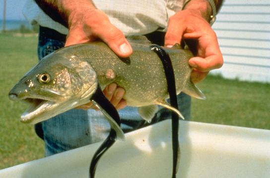 A foto mostra lampreias marinhas parecidas com sanguessugas presas a um peixe grande.