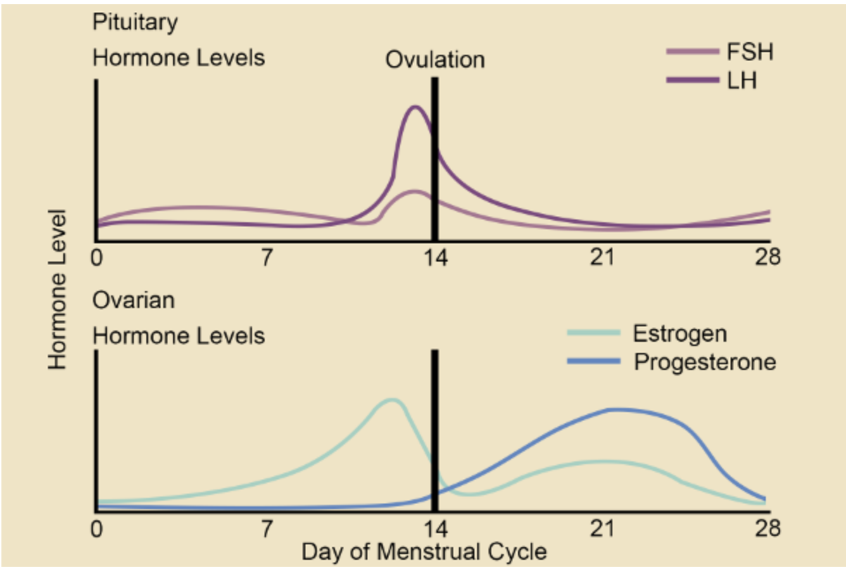 gráfico de niveles de estrógeno y progesterona durante el ciclo menstrual