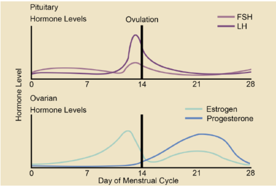 estrogen and progesterone level graph during menstruation cycle 