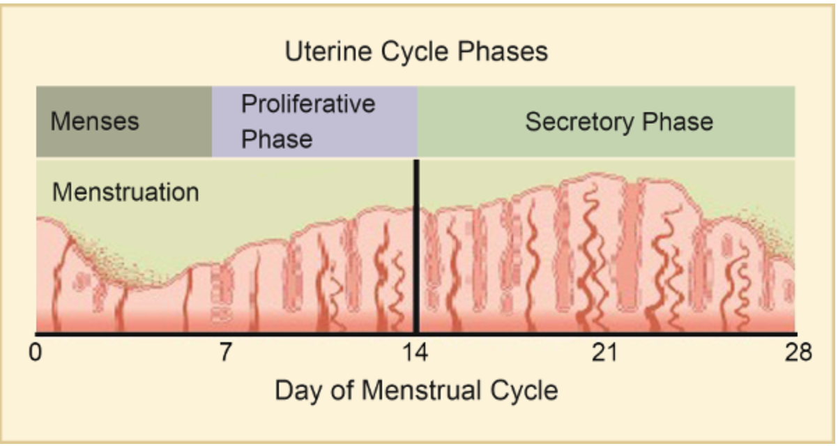 uterine cycle 