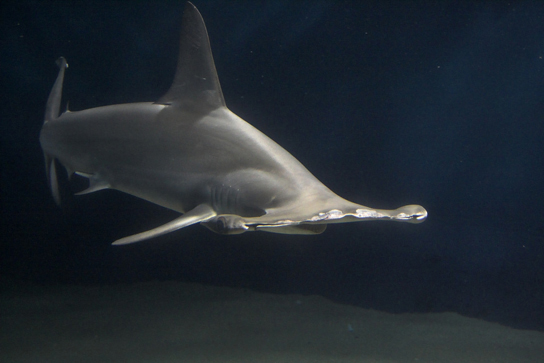 A foto mostra um tubarão com focinho largo.
