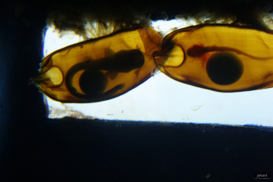 A foto mostra embriões de tubarão longos e finos envoltos em caixas de ovos.