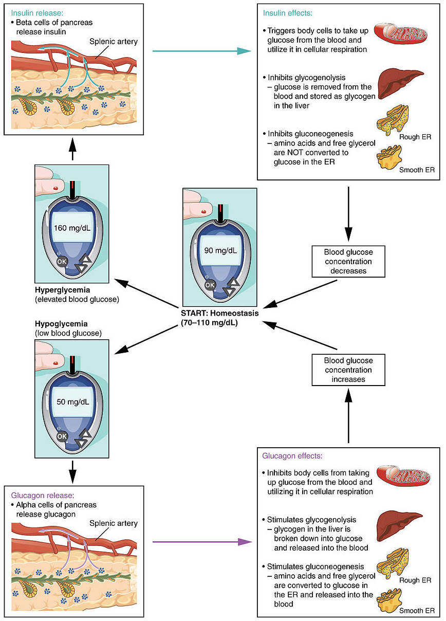 The Homostatic Regulation of Blood Glucose Levels