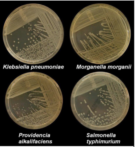 K pneumoniae M morganii providencia styphimuriuma culture plates