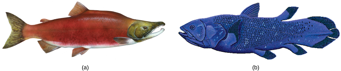 A ilustração compara um salmão vermelho brilhante (a) e um celacanto azul (b), ambos de formato semelhante e barbatanas.