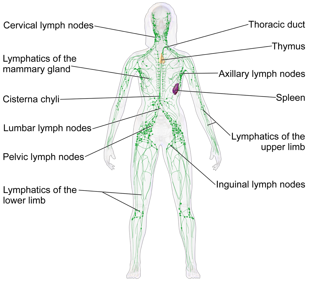 Lymphatic Chart