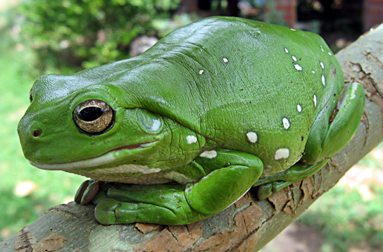 La photo montre une grosse grenouille vert vif assise sur une branche.