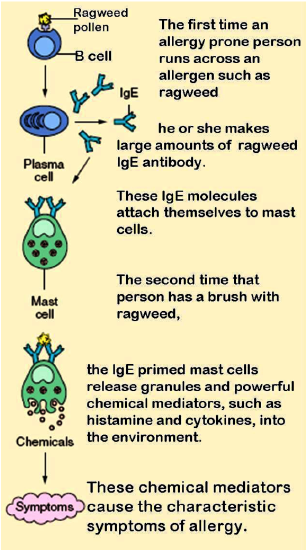 Mast cells allergic reaction mechanism 
