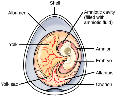 A ilustração mostra um ovo com casca, embrião, gema, saco vitelino e membranas extraembrionárias