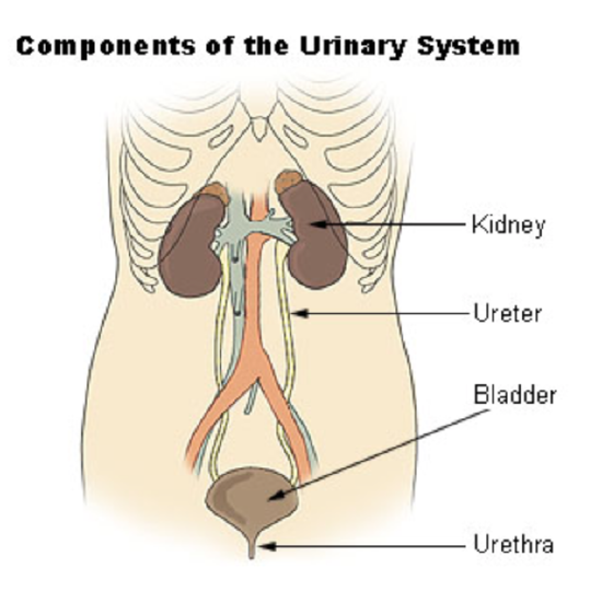 urinary system 