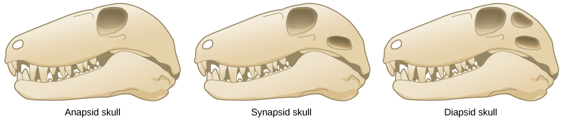 L'illustration compare trois types de crânes différents. Les trois crânes sont allongés et de forme similaire ; la seule différence entre eux est le nombre de trous situés derrière l'œil. Le crâne anapside (à gauche) ne présente aucune ouverture. Le crâne synapside (au centre) possède une ouverture et le crâne diapside (à droite) possède deux ouvertures, l'une au-dessus de l'autre.
