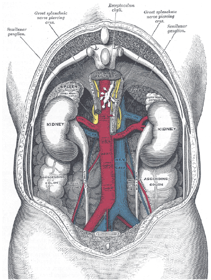 abdominopelvic cavity organs