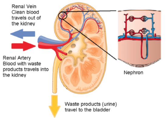 location of nephron in kdney