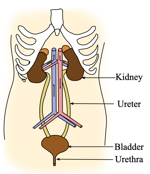 Estructuras del sistema urinario
