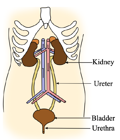 Urinary system structures 