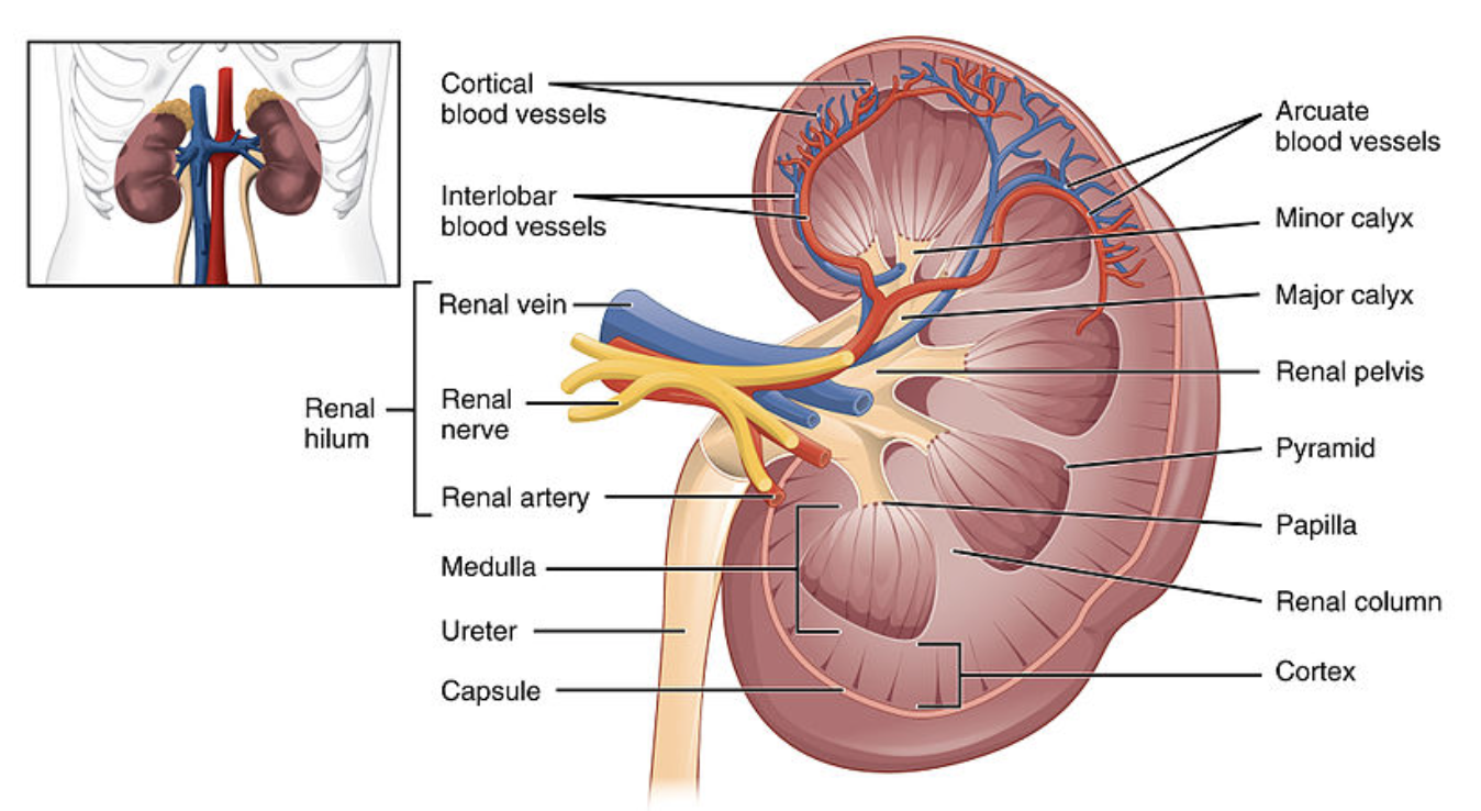 anatomía renal