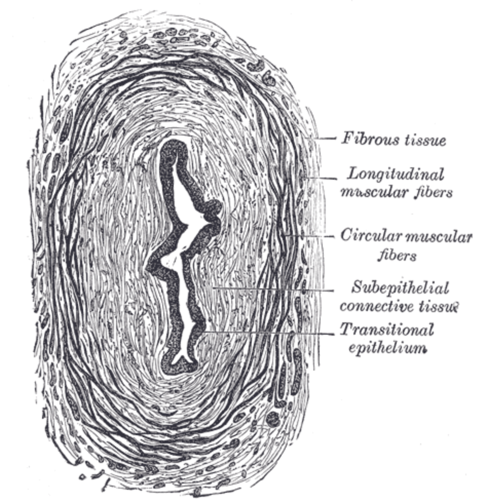 sección transversal del uréter