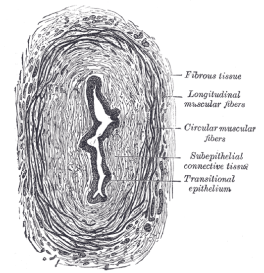 ureter crossection