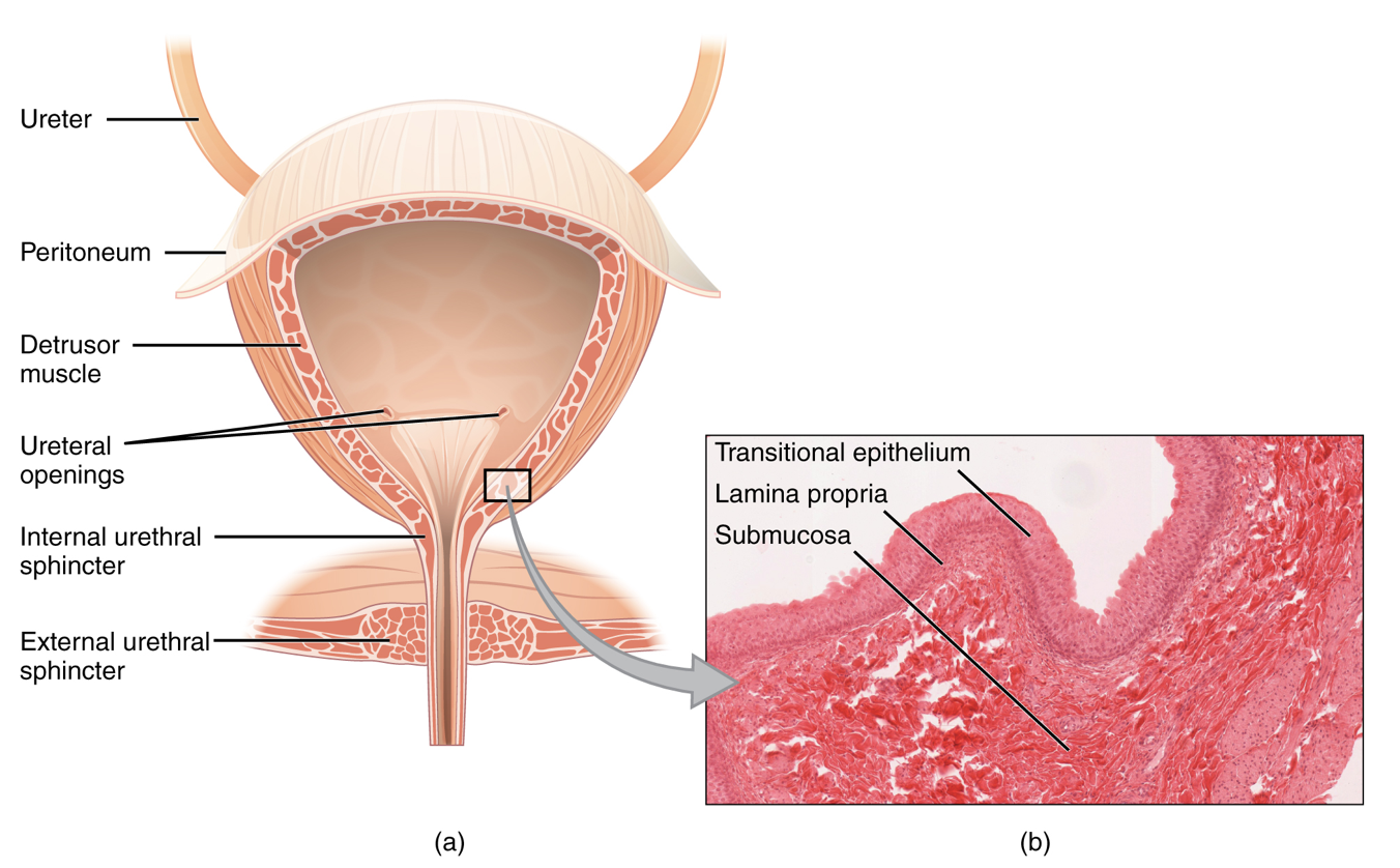 bladder anatomy and histology