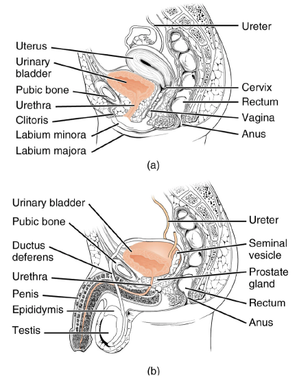 male and female urogenital sagittal view 