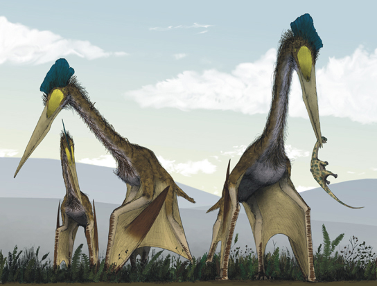 A ilustração mostra pterossauros, que lembram grandes pássaros modernos com pescoços longos, bicos longos e asas parecidas com morcegos.