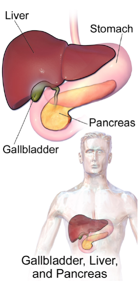 Gallbladder Liver Pancreas Location