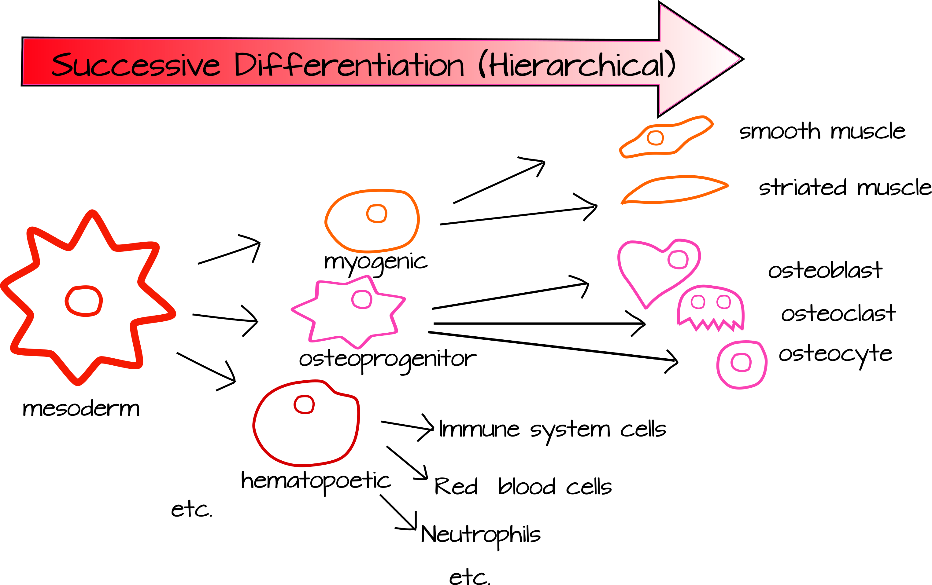 celltypedifferentiation.png