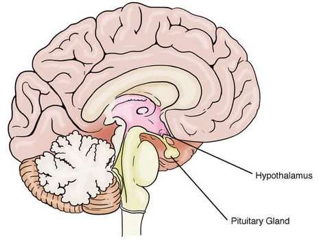 pituitary gland brain