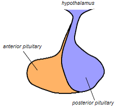 Pituitary gland representation