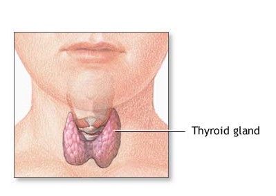 Thyroide gland