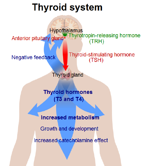 Thyroid system