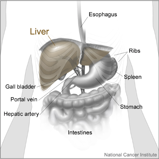 Liver and nearby organs