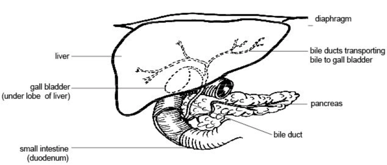 18 6  Accessory Organs Of Digestion