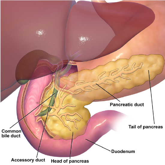 Pancreas Anatomy
