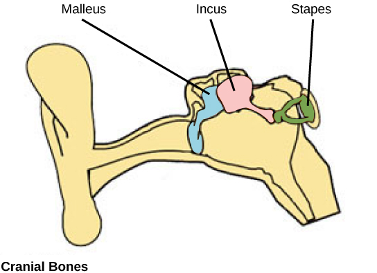 La ilustración muestra los tres huesos del oído interno, el maleo, el incus y el estribo, que están conectados entre sí dentro del canal auditivo.
