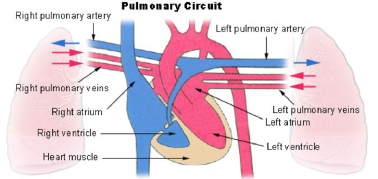 pulmonary circuit