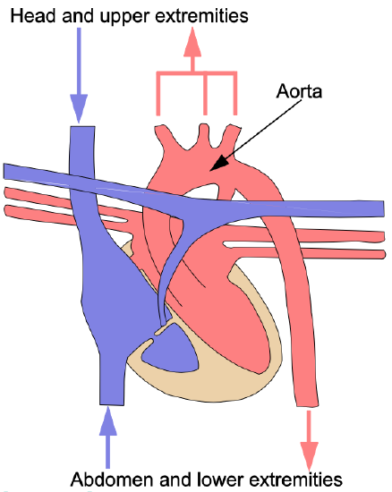 heart systemic circulation