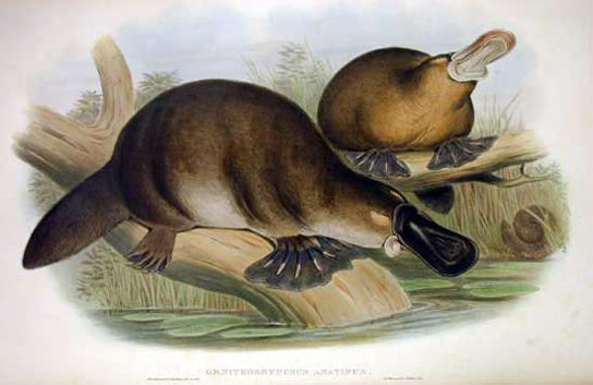 Estas ilustraciones muestran dos mamíferos de pelo corto (ornitorrinco y equidna) con pies palmeados, colas planas y hocico plano.