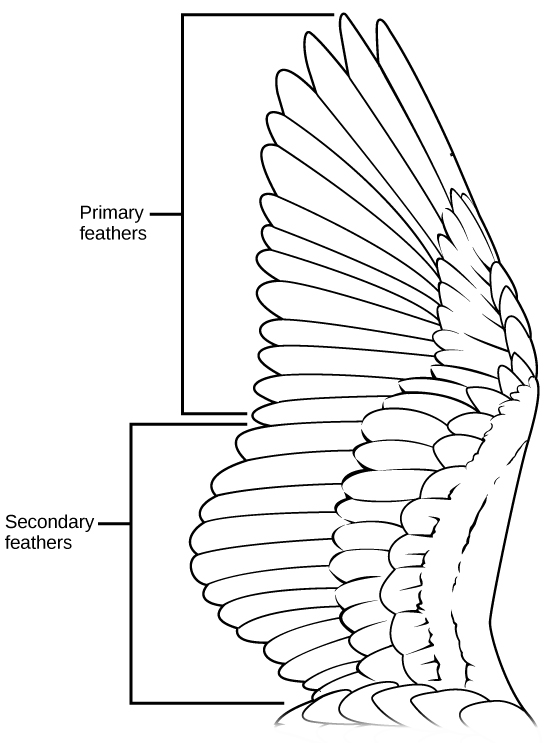 La ilustración muestra un ala de ave, que tiene dos capas de plumas de vuelo, las plumas primarias largas y las plumas secundarias más cortas, que se superponen a las plumas primarias.