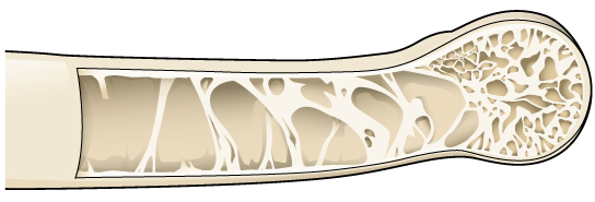 La ilustración muestra un hueso hueco con soportes estructurales que proporcionan refuerzo.