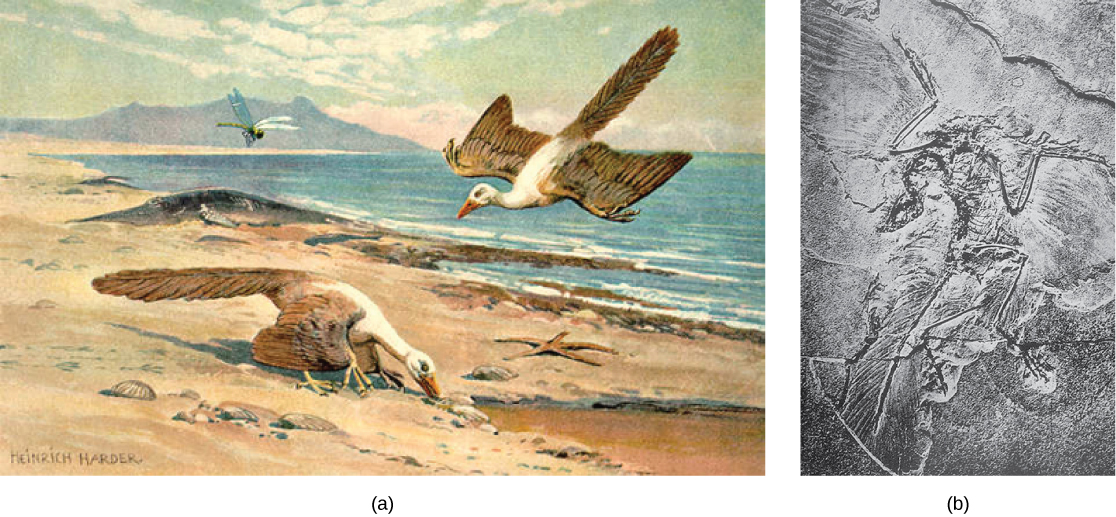La parte a muestra un ave en el suelo, y otra costeando hacia el suelo. La parte b muestra un ave fosilizada, con plumas visibles.